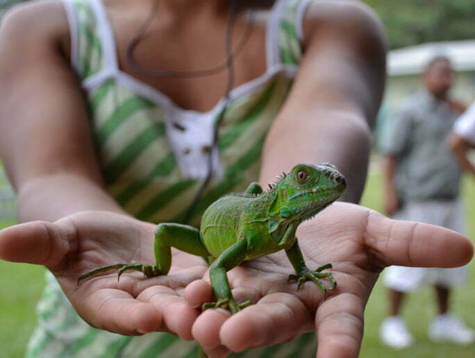 belize green iguana