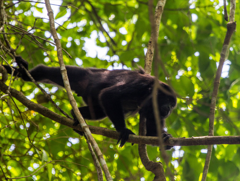 howler monkey at lamanai