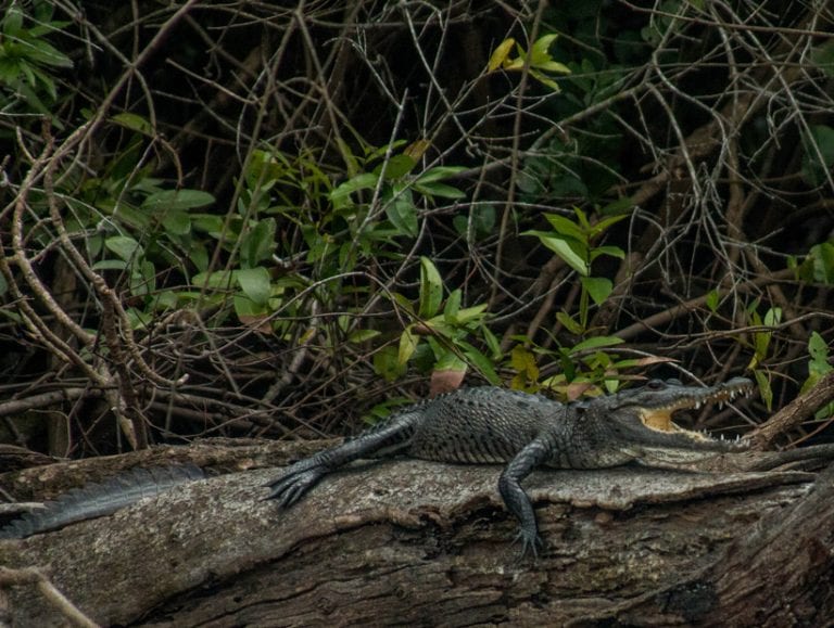 lamanai submerg crocodile