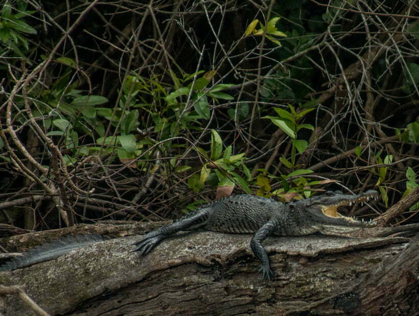 lamanai submerg crocodile