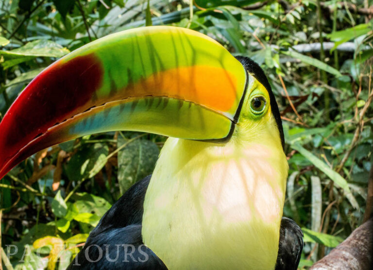 Keel-billed toucan in Belize looking directly at the camera