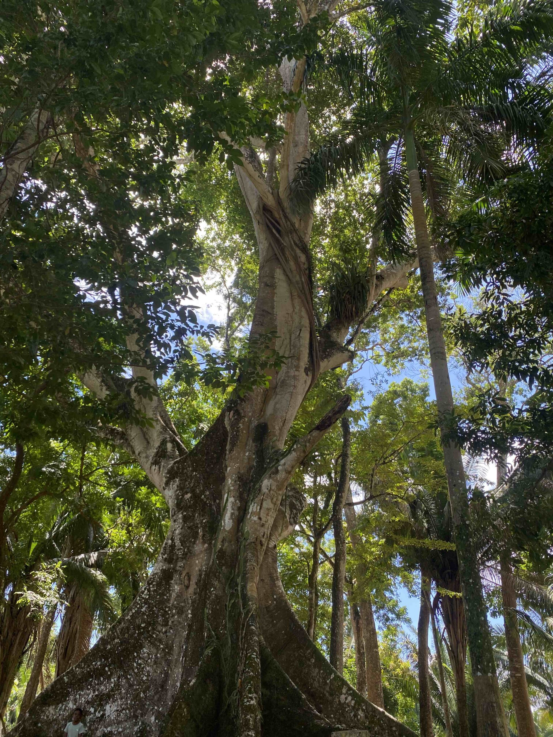 Large Ceiba tree in Belize with a massive trunk and wide canopy, sacred in Maya culture